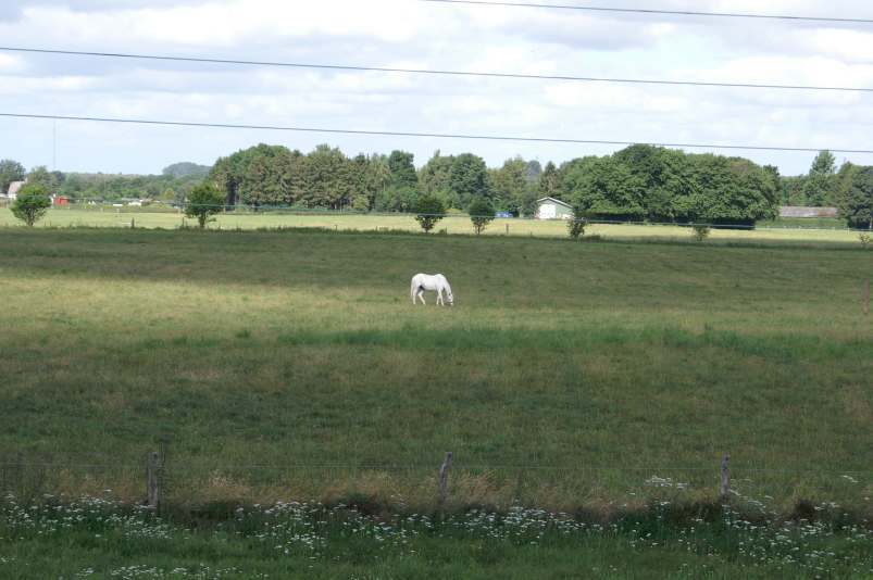Hvid hest p Hvidestens marker, sommer 2006.  poj